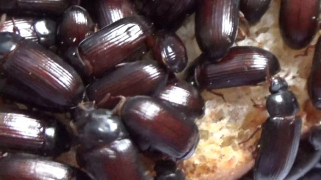 Внимание: Жук-Знахарь Ulomoides dermestoides, by Entomologist in Ukraine 2014