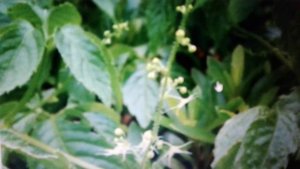 Гиностемма: полезные свойства и противопоказания.