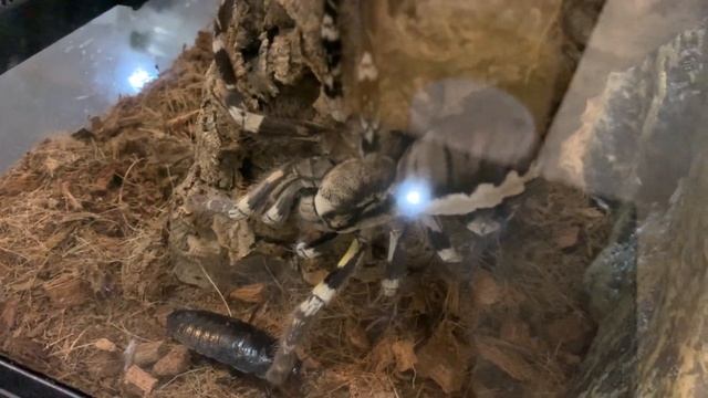Poecilotheria regalis ( Пецилотерия регалис ) очень ядовитый паук птицеед !!! смотреть онлайн