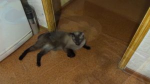 Котлеты из карася. Не отличить от говяжьих.Вкусные рецепты из доступных продуктов.