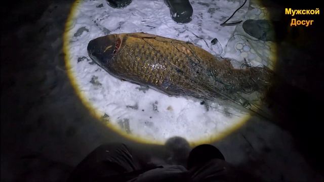 Монстр - Сазан 24 kq.