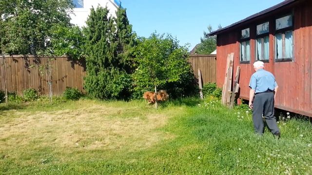 Гудвайзер бесится на даче. смотреть онлайн