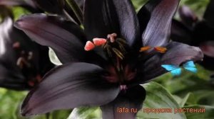 Лилия азиатская Ландини (lilium asiatic landini) ? Ландини обзор: как сажать, луковицы лилии Ландин