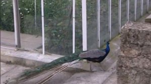 Малыши из замка История 1 ГНЕЗДО