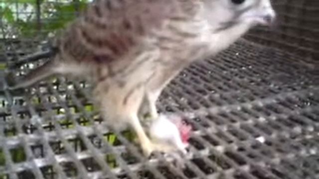 Пустельга.Птенец пустельги ест мышку смотреть онлайн