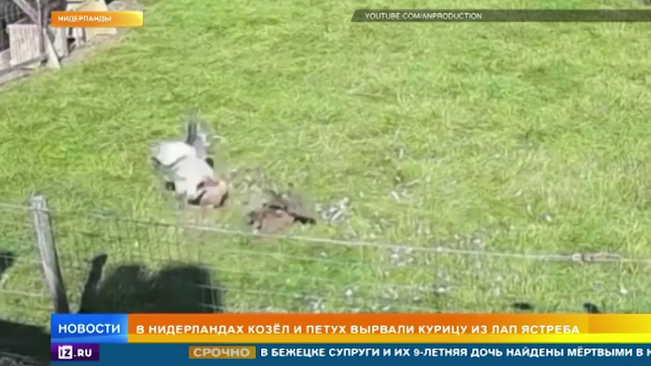 Козел с петухом вырвали курицу из лап ястреба и попали на видео