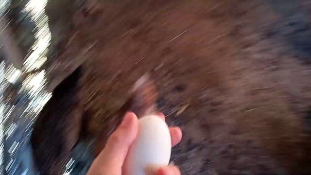 Гуси снесли первое яйцо!/Занеслись! смотреть онлайн