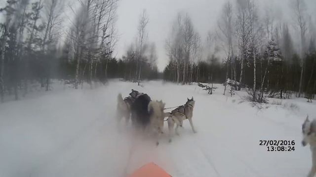 Старт упряжки 4 собаки. День 1. Часть 1 смотреть онлайн
