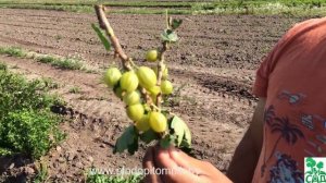 ? Крыжовник сорт Куршу дзинтарс. ?