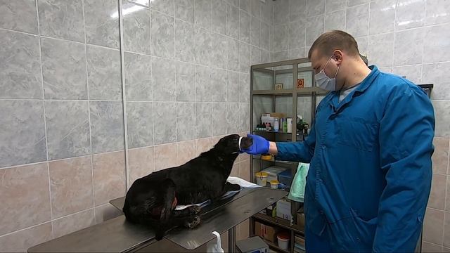 Собака с раковой опухолью.Помощь Животным смотреть онлайн