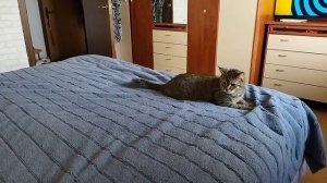 Киска играет сама с собой