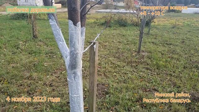 Осенние работы в саду. Побелка деревьев и защита от зайцев. Заметки начинающего садовода смотреть онлайн