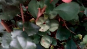 Айва Японская на севере России  Посмотрим на плоды