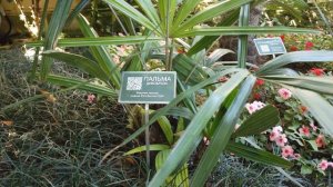 Самая морозостойкая пальма, Пальма Дикобраз (Rhapidophyllum hystrix)