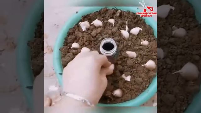 Выращивание лука в корзинке смотреть онлайн