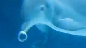 Дельфины играют воздушными пузырями