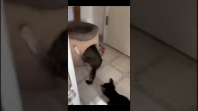 Кошачий форсаж смотреть онлайн