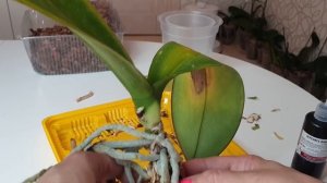 РЕАНИМИРОВАТЬ орхидею после теплового удара / У орхидеи ЖЕЛТЕЮТ листья / ОБРЕЗАТЬ орхидею и ПОСАДИТ