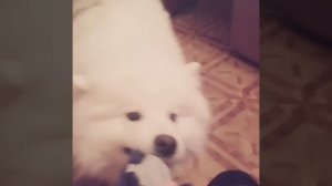 Злобный самоед