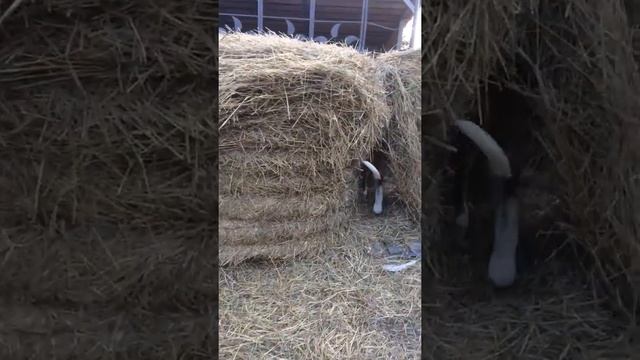 Щенки Сенбернара милые Великаны Продажа смотреть онлайн