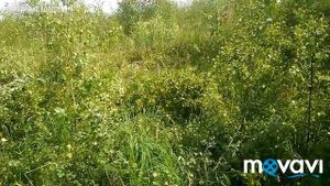 Стройка на болоте - Пилим деревья