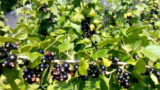 черная смородина начало созревания смотреть онлайн