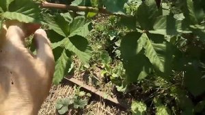 ЕЖЕВИКА, РАСТЁТ КАК ВИНОГРАД, ЦВЕТЕТ,КАКУЮ ЛОЗУ ОСТАВЛЯТЬ В ЗИМУ, БЕСШИПНАЯ.