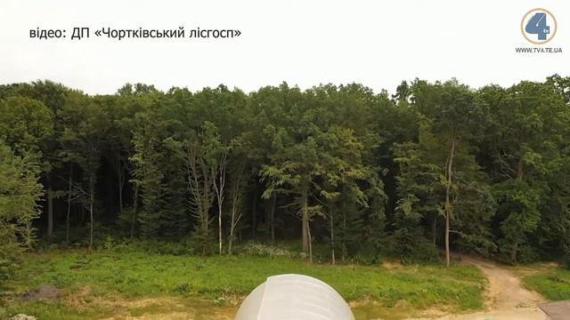 Ліспрацівники Тернопільщини намагатимуться висадити цього сезону понад 500 гектарів лісу смотреть онлайн