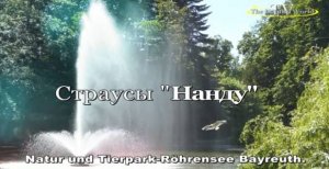 Страусы "Нанду"  Bayreuth-Die schönsten Ausblicke über die Tierpark am Röhrensee.#Страусы #Нанду