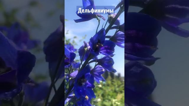 Дельфиниумы смотреть онлайн