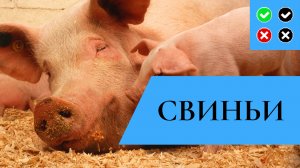 СВИНЬИ – интересные факты