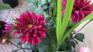 Огород на балконе, первый урожай огурцов в этом сезоне, цветение цветов.