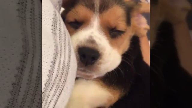 Beagles Tricolor смотреть онлайн