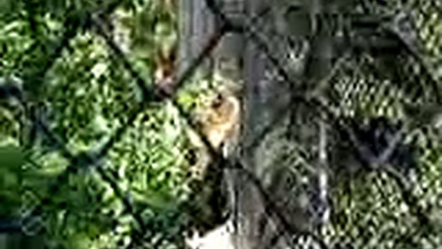 8 мая Зоопарк Гривистый волк смотреть онлайн