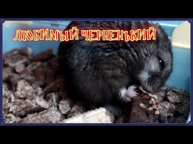 !! ПОДХОДИТ МНЕ ЧЕРНЕНЬКИЙ!!!!   #хомка #хома #хомяк #хомячок #хомячки #джунгарскийхомяк  #грызуны
