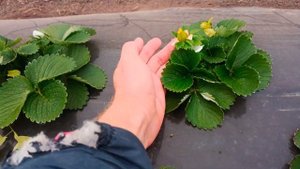 Клубника Клери зимой в теплице.