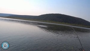 ЛЕНОК. ПОКЛЁВКИ. Ленок на БЛЕСНУ. Спиннинг. Красивые поклёвки. Рыбалка 2021. Ловля ленка на спиннин