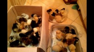 Цыплята  Пошаговый уход #1 первые дни