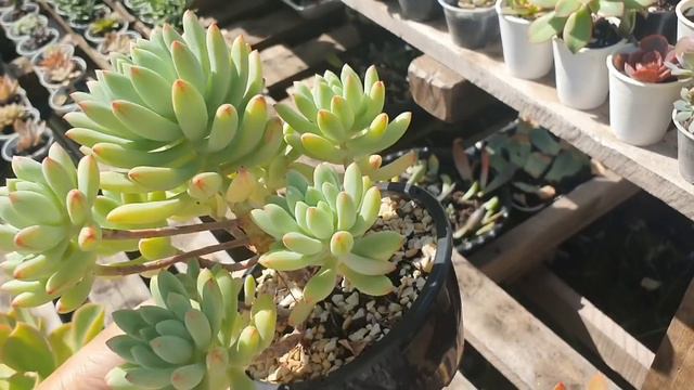 SUCULENTAS RARAS em GARÇA смотреть онлайн