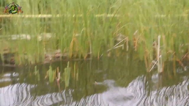 Рыбалка на поплавок.КАРАСЬ,ЛИНЬ.ИСПЫТАНИЕ разных НАСАДОК. смотреть онлайн