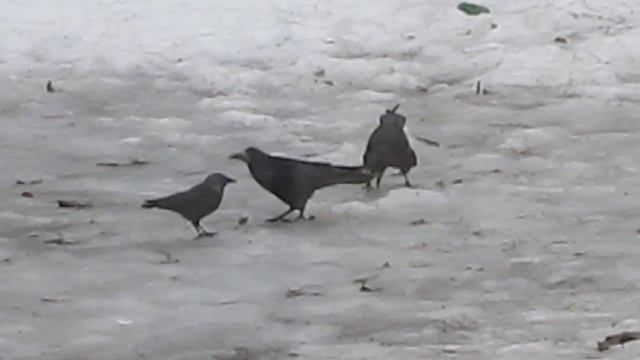 2017.03.03. Брачные ухаживание грачей смотреть онлайн