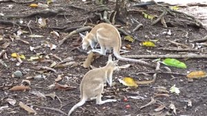 Nailtail Wallabies, Wildlife Habitat, Port Douglas, Queensland