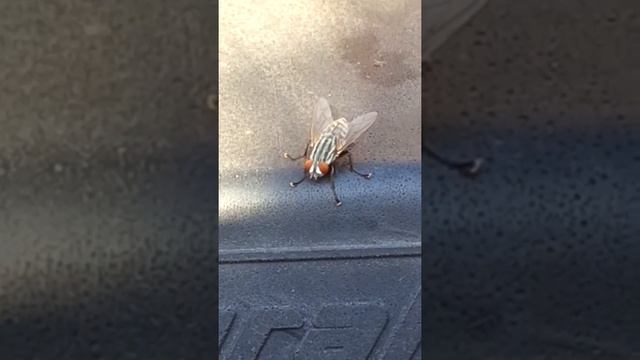 Horse fly rubbing front and back legs together. смотреть онлайн
