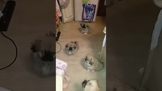 покупаем мимимишек милых пекинесов с вет паспортами смотреть онлайн