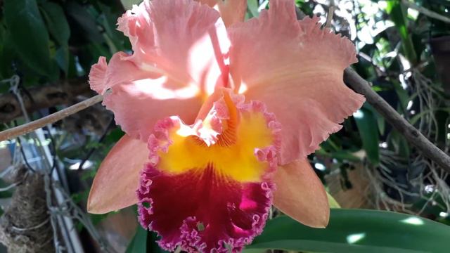 Orquidea cattleya george king abriu hoje смотреть онлайн