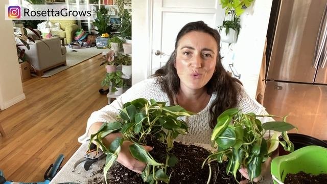 Philodendron Types: Rio Vs Brazil