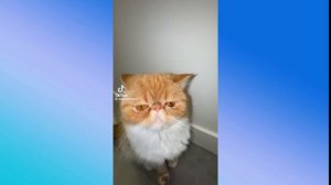 Chipi chipi chapa chapa dubi dubi daba daba Tiktok Dance