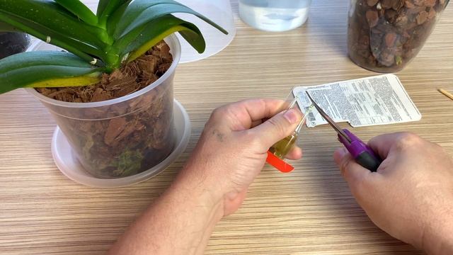 орхидея желтит листья после пересадки / ЗАБЫЛ ПОЛИТЬ орхидею / цветонос орхидеи прёт как на дрожжах смотреть онлайн