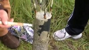 Прививка Персика Черенком в расщеп. (Италия).