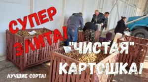 Супер Элита! "Чистые" сорта картофеля от кисловодских "Меристемных культур